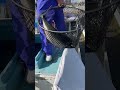 タモ網から半分はみ出す巨大魚を放流！？和歌山マリーナシティ#shorts
