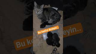 TEKİR VE YAVRULARI'NIN SİZE BİR MESAJI VAR..
