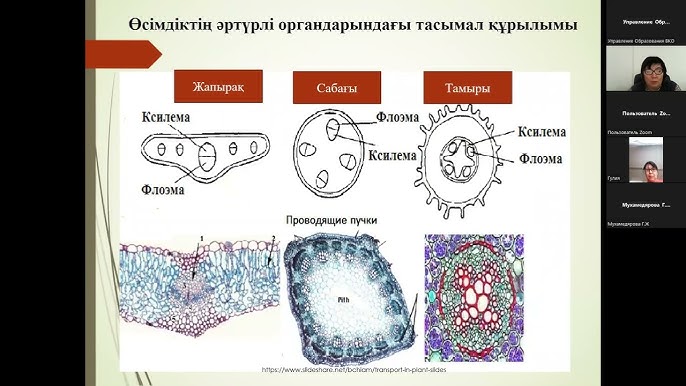 Хардкор порнодағы Jada Fire