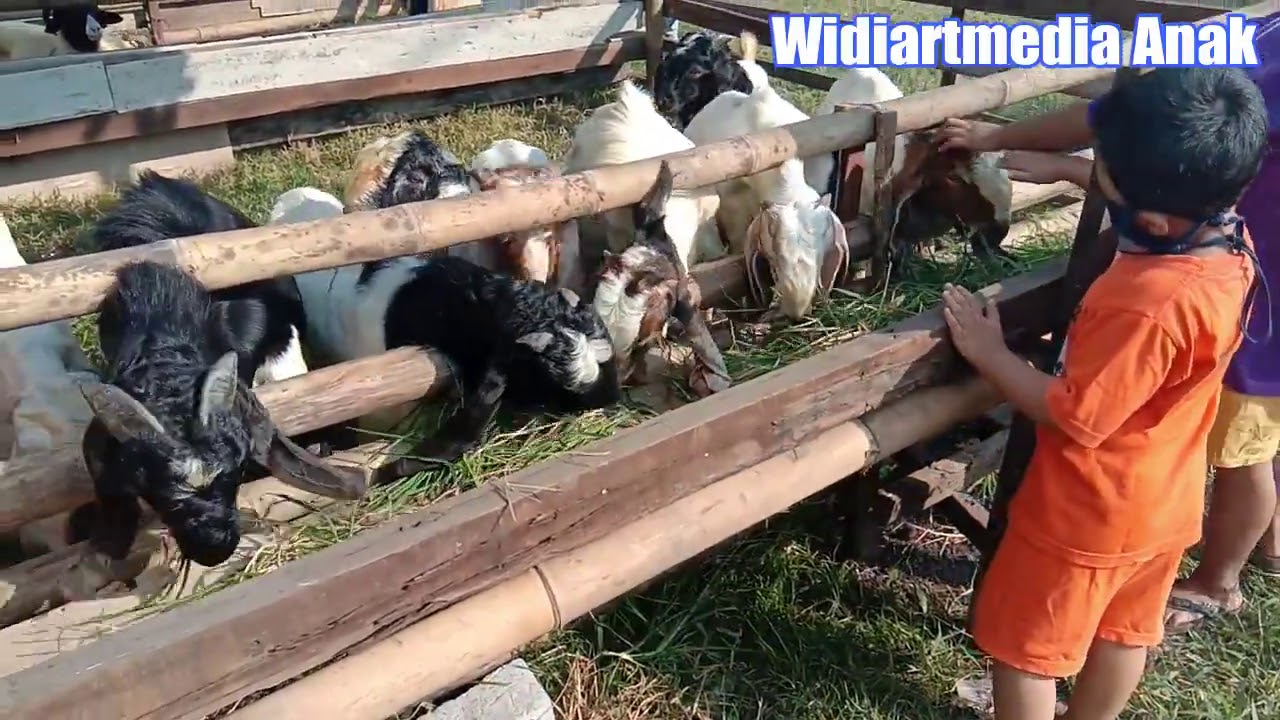 Kasih makan kambing di ciracas || lahap makan rumput 