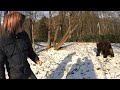北海道にクマいた