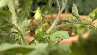 Container Vegetable Gardening to Make Salsa