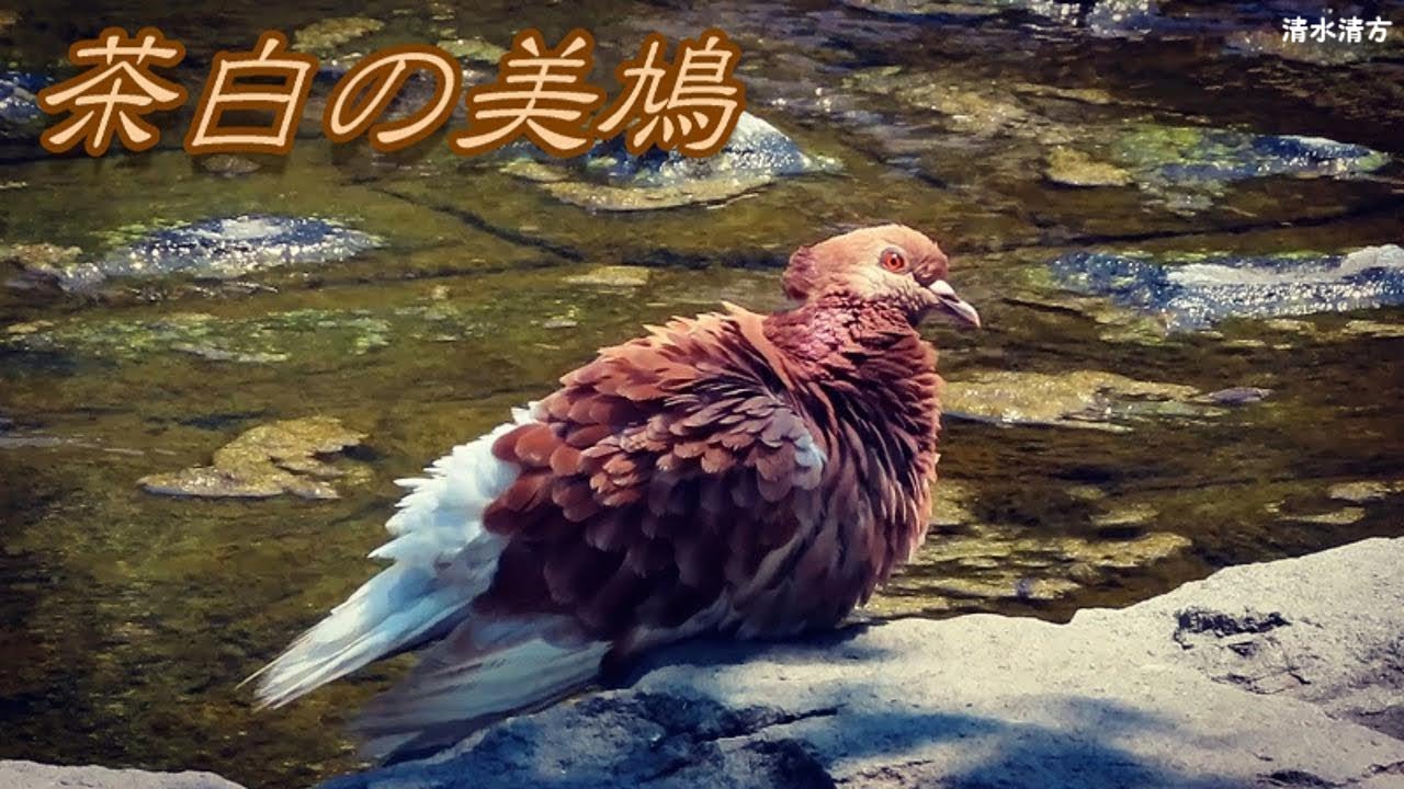 市街地では珍しい 茶色い鳩 茶白 美鳩 柄カワラバト ドバト 半アルビノのバフ変個体 Beautiful Brown Pigeon Canon Powershot Sx70 Hs Sx70hs Youtube 市街地では珍しい 茶色い鳩 茶白 美鳩 柄カワラバト ドバト 半アルビノのバフ変個体 Beautiful Brown Pigeon Canon Powershot Sx70 Hs Sx70hs Youtube