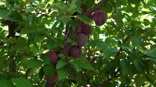 Methley Plum Update. Round 2 taste test.