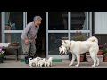 秋田犬は前日に自分を助けた老婦人のところへ子犬を連れて行ったが、そこで信じられない出来事が起こった...