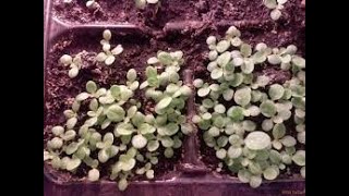 видео: Табак/Посев/Всходы/Уход/Подкормки.Tobacco / Sowing / Seedlings / Care / Top dressing.Tabak / Aussaat картинка: Табак/Посев/Всходы/Уход/Подкормки.Tobacco / Sowing / Seedlings / Care / Top dressing.Tabak / Aussaat