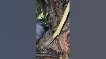 Rái cá Titi phụ lua rác thải nhựa dưới nước trong rừng đước để Tiun lụm đỡ mệt