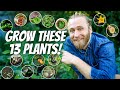13 edible plants you need to grow