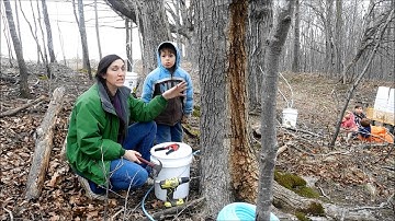 Maple tree tapping- Bucket collection drop line tree tapping