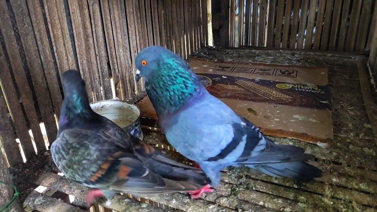 CARA MENGATASI MERPATI BETINA GALAK SAAT DIJODOHKAN