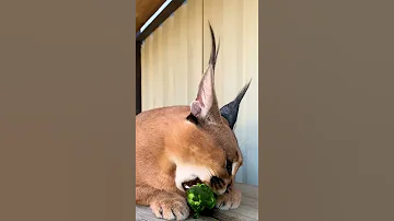 Каракалы едят огурцы 🙀