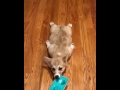 Just A Corgi Hanging At And Sliding With A Mop