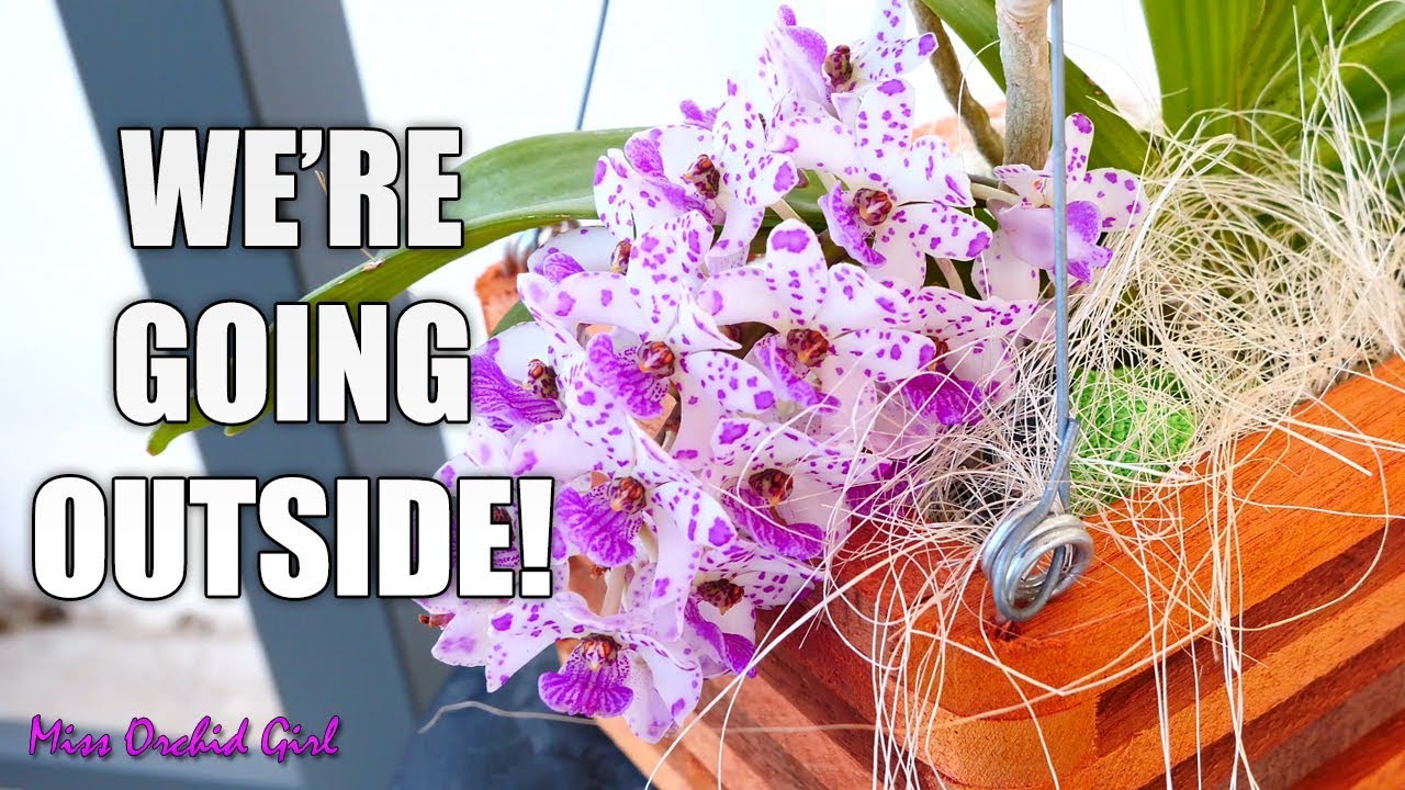 Spring plans for my Orchids - Outside & inside growspace, who goes, who