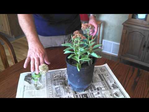 Video: Purple Emperor Sedum Info: Kako uzgajati biljke Purple Emperor Stonecrop