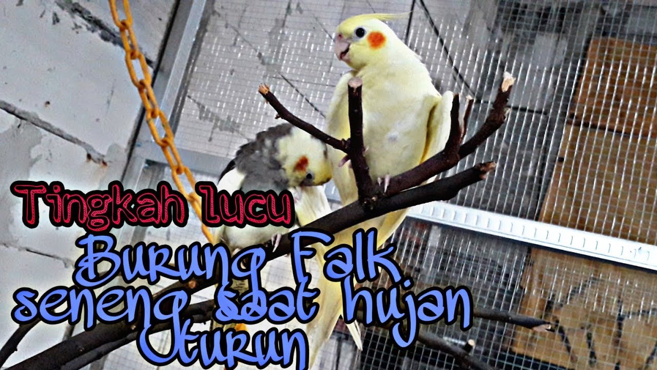 Burung Falk mandi hujan di kandang koloni 