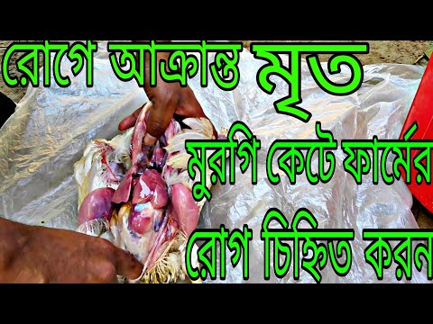 ভিডিও: বিভিন্ন ধরণের মুরগি এবং ট্যানজারিন সালাদ