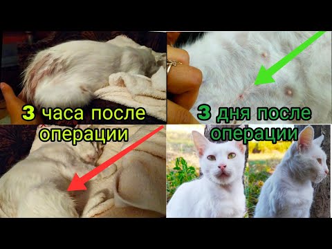 Стерилизация кошки, восстановление после операции. СМОТРЕТЬ ДО КОНЦА!☝