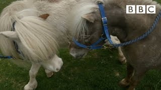 اسب های مینیاتوری به دوستی می روند ❤️ | کراکرهای حیوانات رونی - بی بی سی