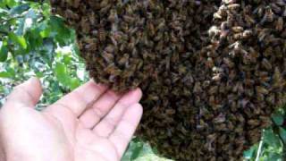 Apicoltura Sciame Dapi - Apiculture Swarm Of Bees