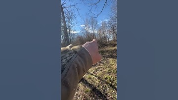 Creating a food plot in deer bedding area