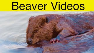 Best Beaver Video Clips From JULY 2023