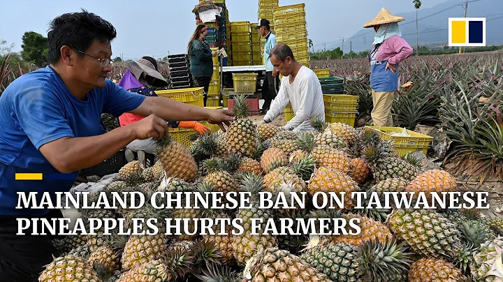 Mainland China’s ban on Taiwan’s pineapple exports hurts farmers despite surge in local consumption - DayDayNews