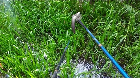 Kích Cá Mương Vườn Dính Toàn Cá Lươn Ngon | kích cá miền tây 