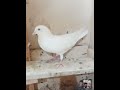 Breeder pigeons of shazim faraz patti walay kabutar