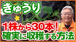 Harvest 30 cucumbers with confidence! Tips for increasing