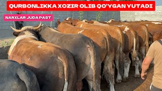 QURBONLIK QILMOQCHI BO’LGANLARGA ZUDLIK BILAN SEMIZ BUQALARNI OLISHNI MASLAXAT BERAMAN, ARZONLIGIDA