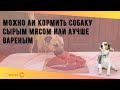 Можно ли кормить собаку сырым мясом или лучше вареным