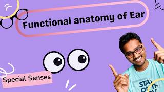 Functional Anatomy of Ear