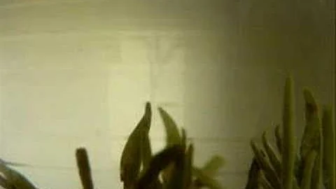 BBAA01 Movement and Sound Yajun Chen wmv