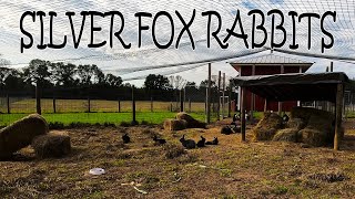 Silver Fox Rabbits at Triple Strand Ranch