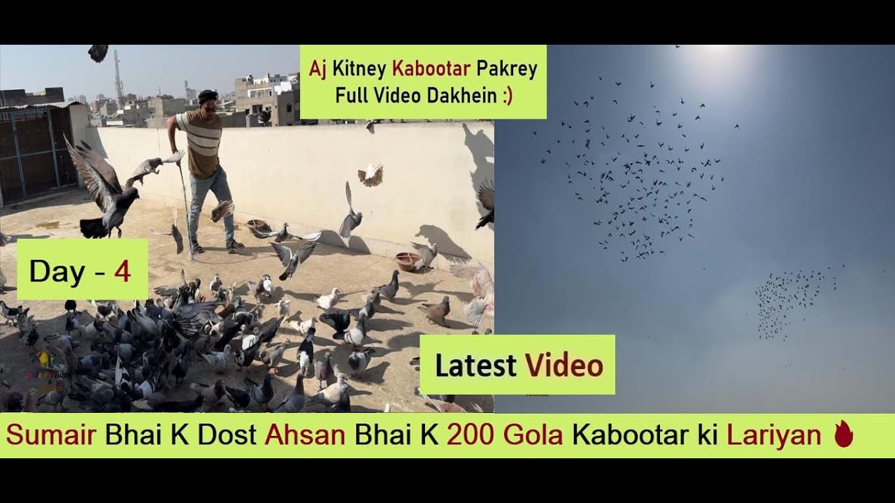 Sumair Bhai K Dost Ahsan Bhai K 200 Gola Kabootar ki lariyan 🔥 Day 4