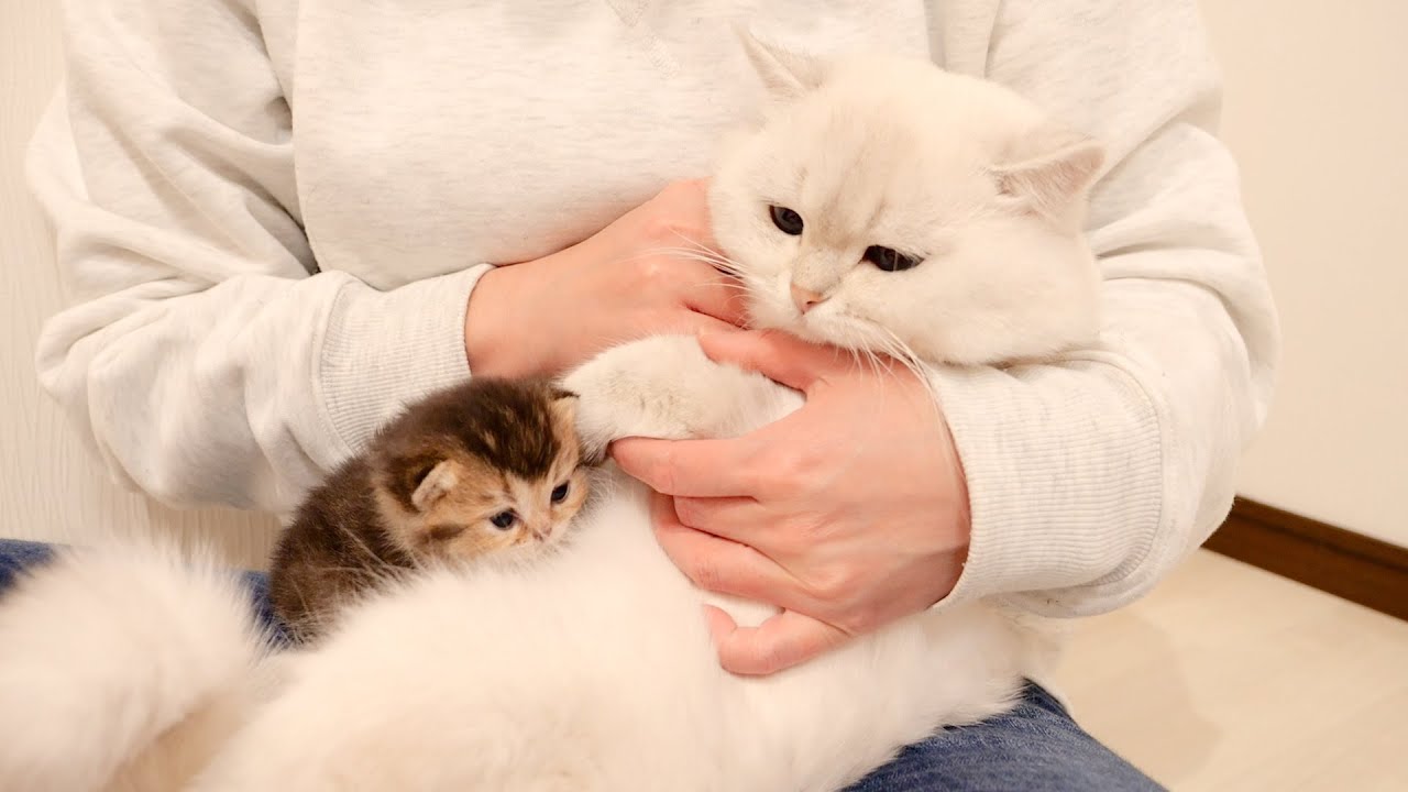 When a kitten rides on a daddy cat for the first time... - YouTube