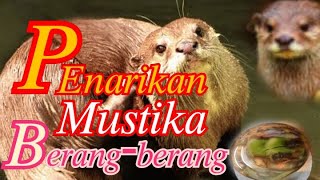 Penarikan Mustika berang berang  ( mustika sero ) untuk mencari ikan