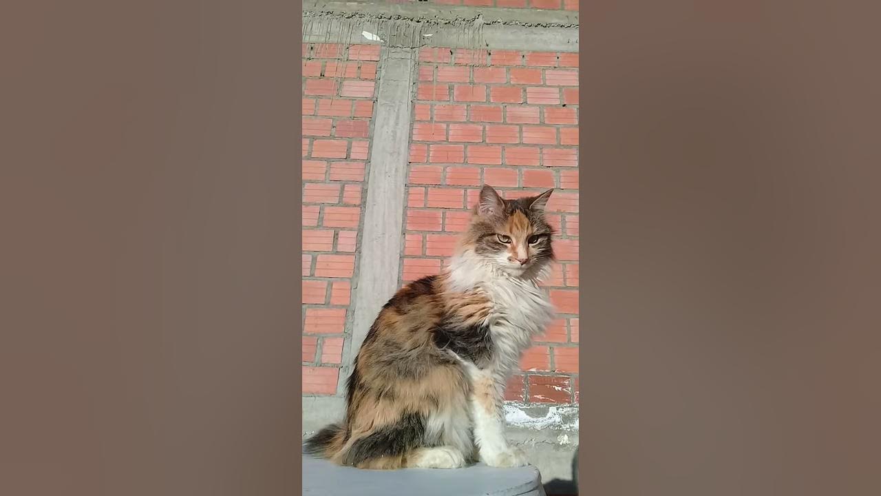 BASTET - YouTube