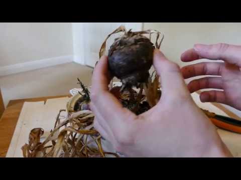Video: Kun je druivenhyacintbollen opnieuw planten - Leer meer over het graven en bewaren van druivenhyacintbollen