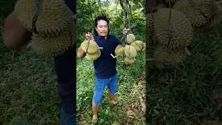 BORONG DURIAN MUSANG KING🤤‼️#durian #musangking #short #shorts #shortsviral #viral