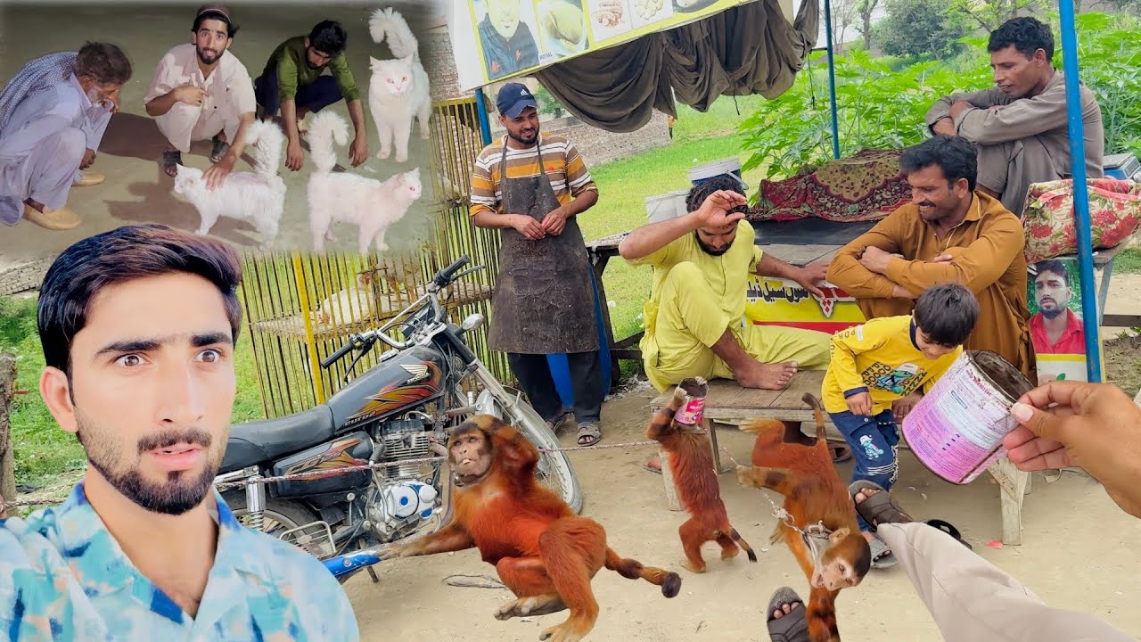 Monkey Attack On Me & My Friend 😱We Found A Lost Kitten 🐱 