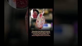 Scientists turned spinach into human heart tissue🫀📈 #scientist #spanish #leaves #human #heart #viral