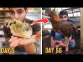 The Ultimate 8 Week Guide to Raising Chicks 🐣→🐓