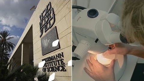 Weizmann Institute of Science: Visual Brand Identity