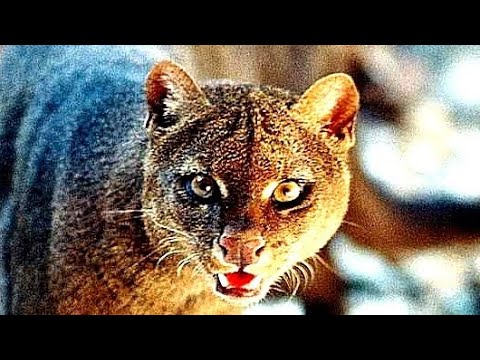 Видео: Jaguarundi is a lone predator...