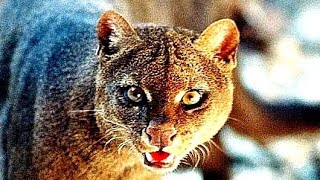 Jaguarundi is a lone predator...