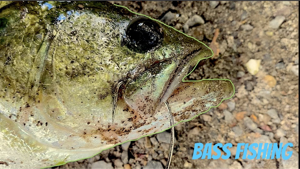 BASS FISHING Swan Lake in DENSE VEGETATION YouTube