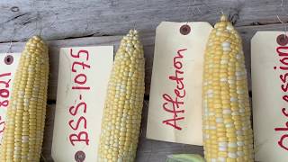 UF/IFAS Sweet Corn Variety Trial_Spring 2020