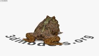 Argentine Horned Frog 3D model by 3DModels.org