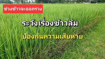 ข้อควรระวัง ข้าวกำลังออกรวง ระวังเสียหายจากข้าวล้ม 